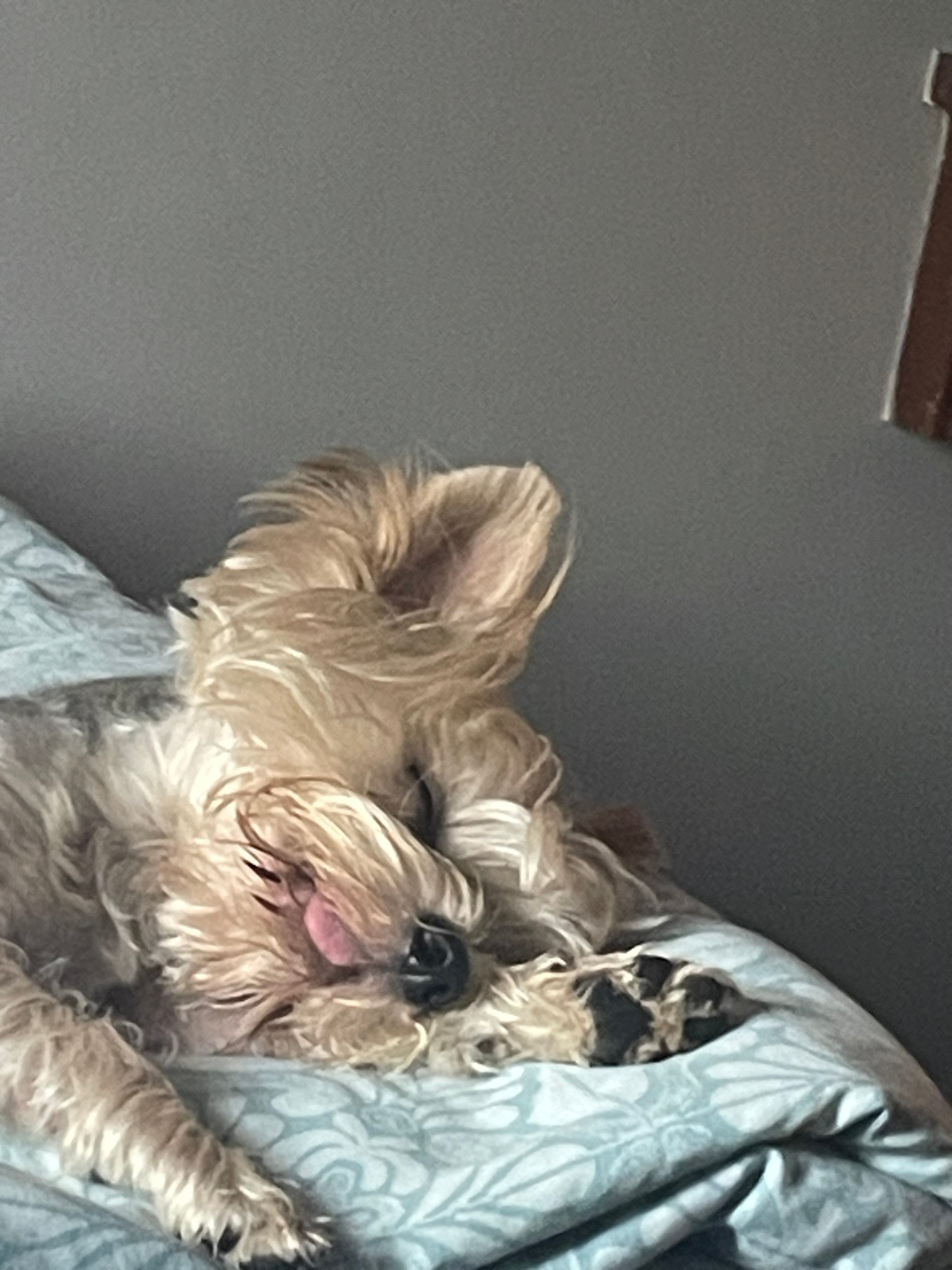 Buddy Sleep