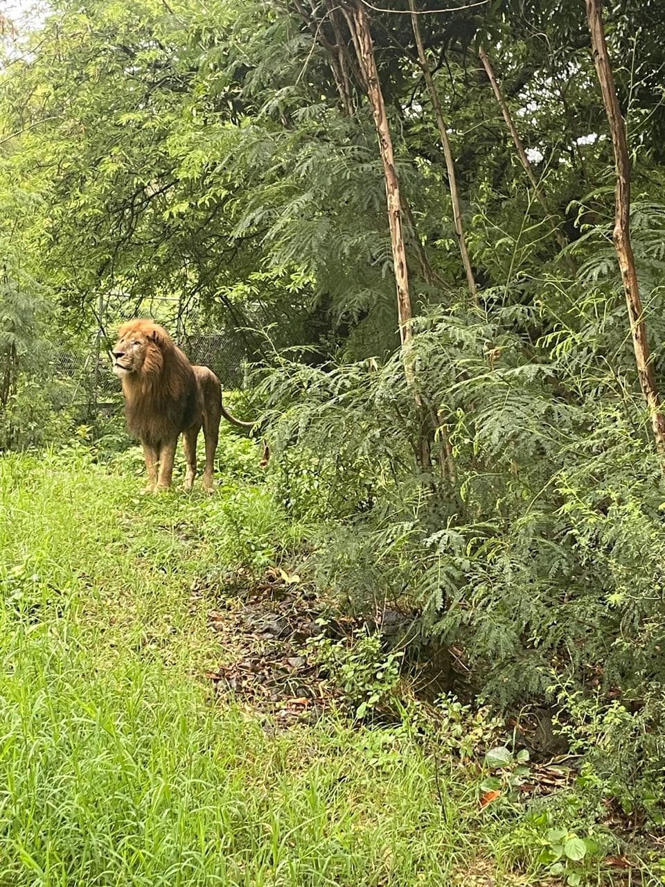 Lion